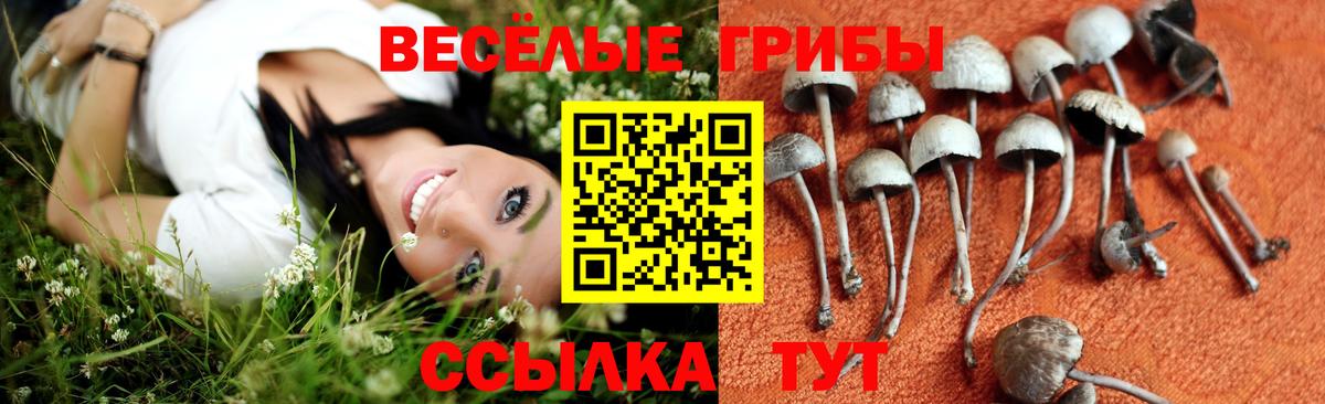 Галлюциногенные грибы Cubensis Сальск